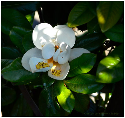 Sunlit Flower