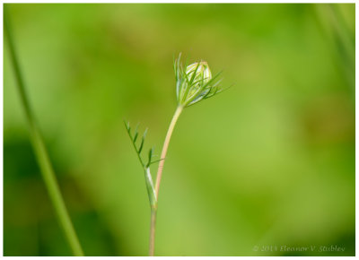 Delicate Bud