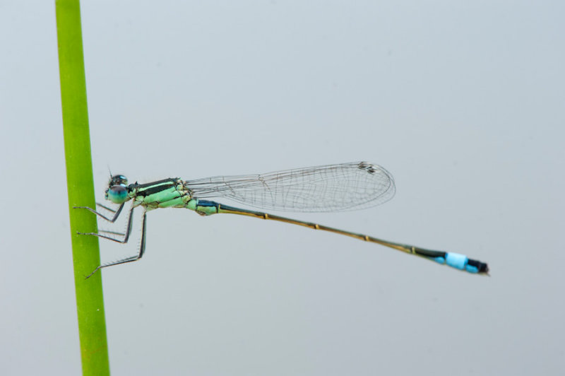 700_1177F lantaarntje (Ischnura elegans, Blue-tailed Damselfly).jpg