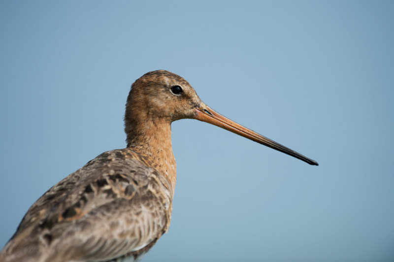 D40_0085F grutto (Limosa Limosa, Black-tailed Godwit).jpg