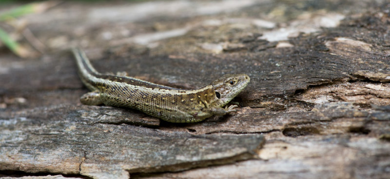 D4_5866F zandhagedis (Lacerta agilis, Sand lizard).jpg