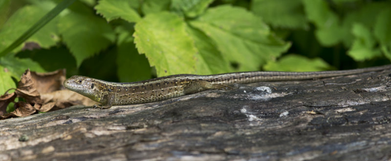 D4_5917F zandhagedis (Lacerta agilis, Sand lizard).jpg