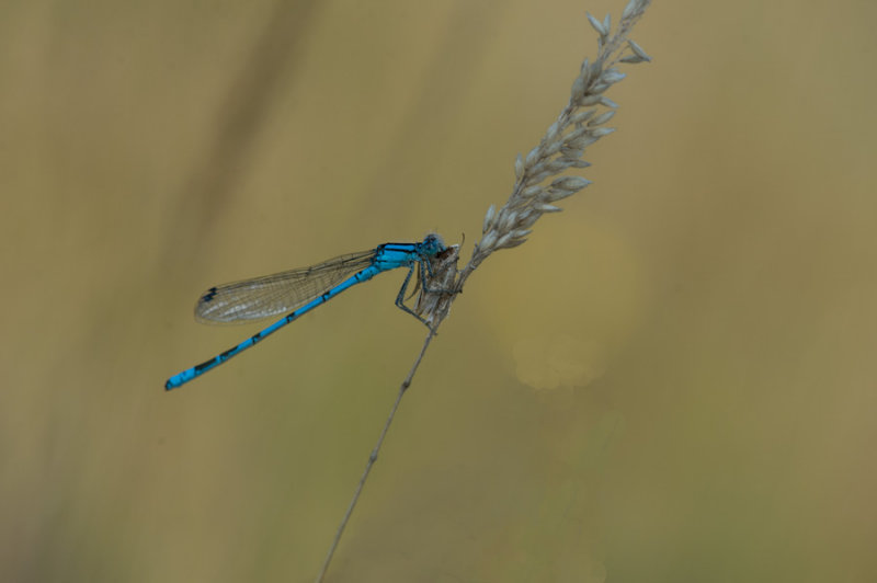 D4_7842F watersnuffel (Enallagma cyathigerum, Common blue damselfly).jpg