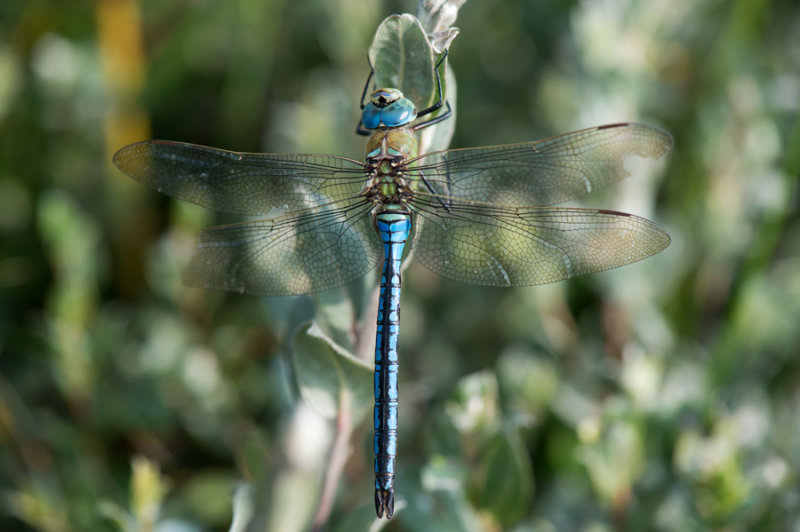 D4_0687F grote keizerlibel (Anax imperator).jpg