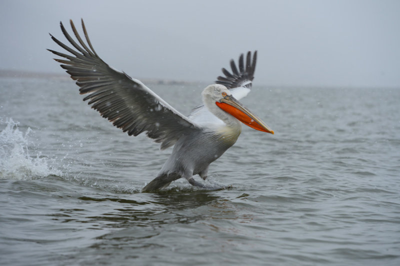 D4_6135F kroeskoppelikaan (Pelecanus crispus, Dalmatian Pelican).jpg