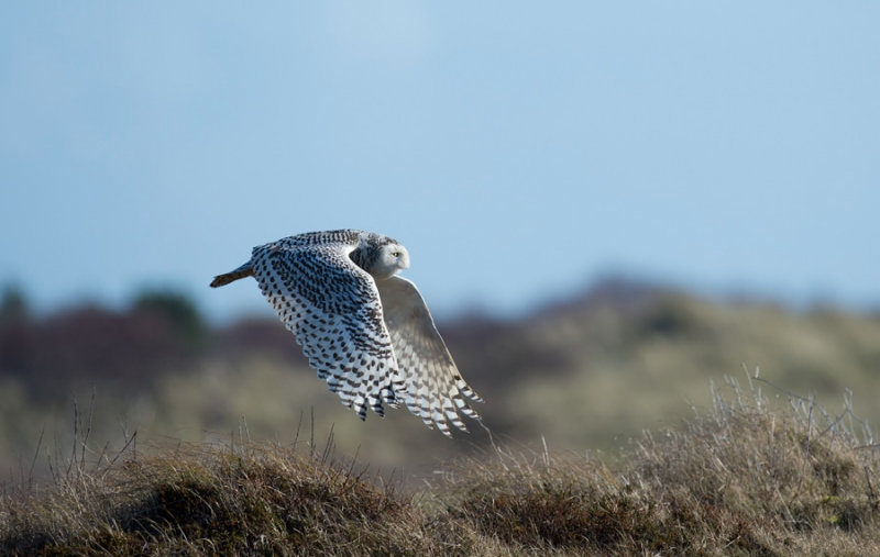 D4_1248F sneeuwuil (Bubo scandiacus, Snowy owl.jpg