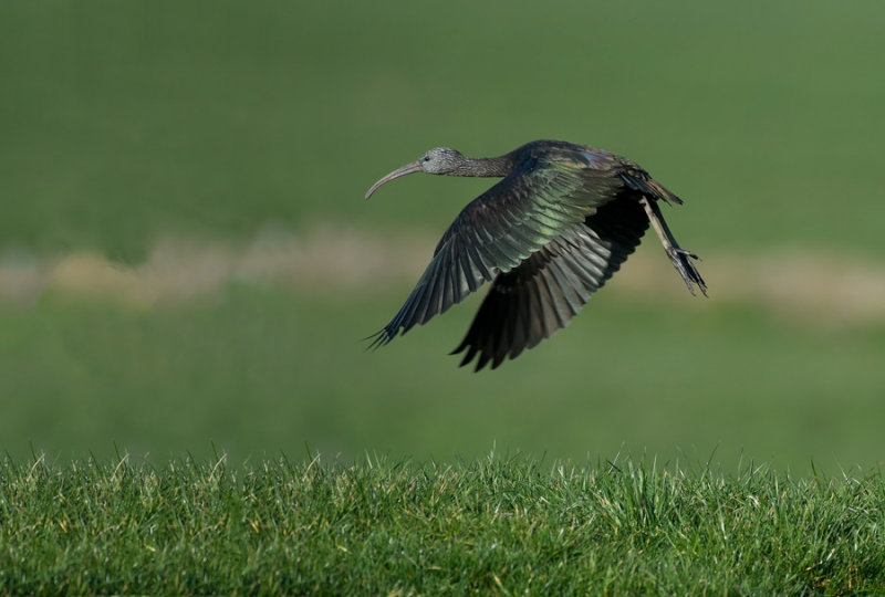 D40_2005F zwarte ibis (Plegadis falcinellus, Glossy Ibis).jpg