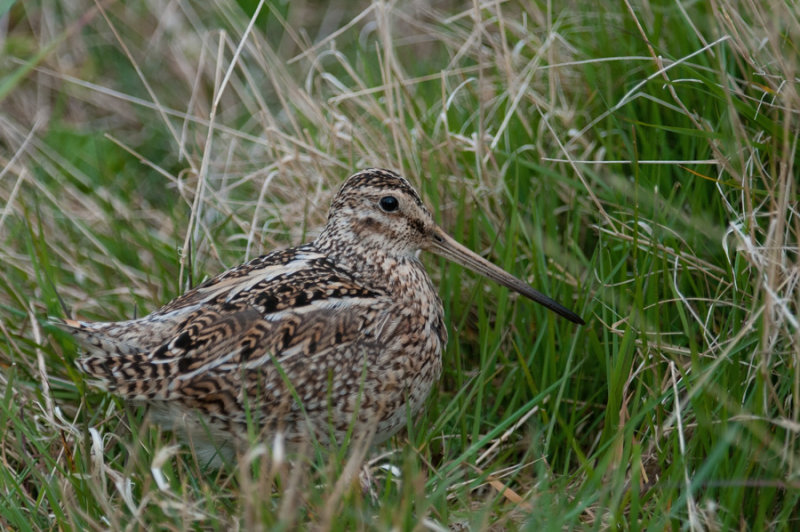 300_6603F magelhaense watersnip (Gallinago paraguaiae magellanica, Magellanic Snipe).jpg