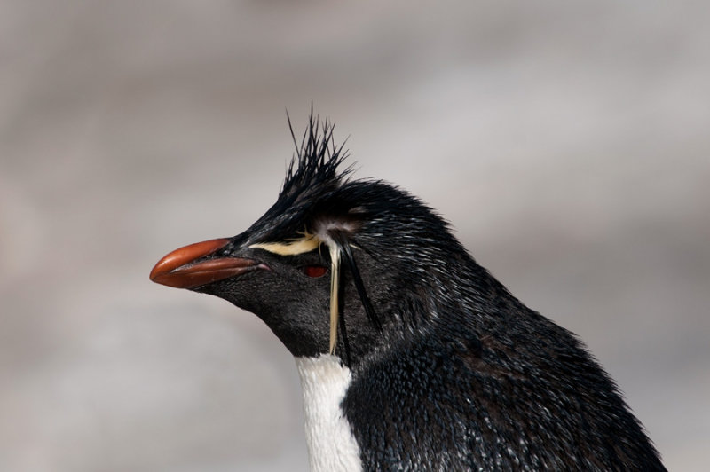300_8110F rotspinguïn (Eudyptes crestatus, Rockhopper Penguin).jpg