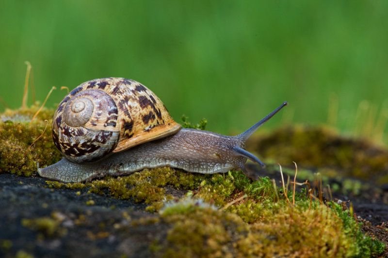 D40_5999F segrijnslak (Cornu aspersum).jpg