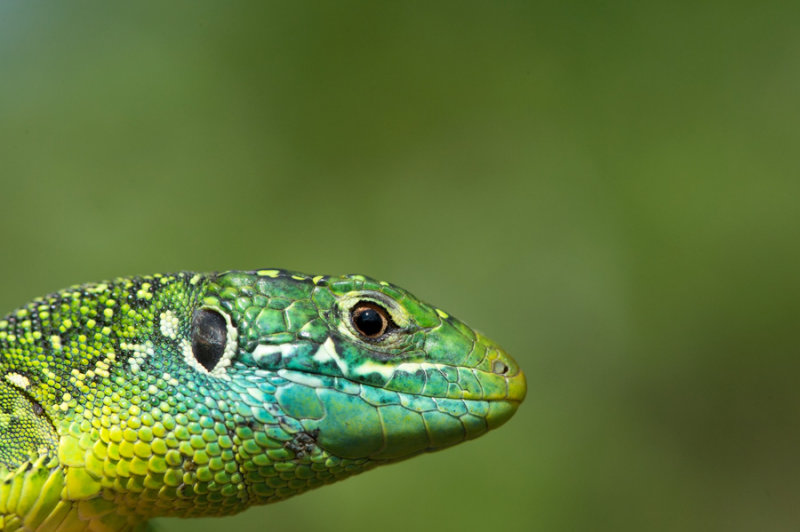 D40_6513F smaragdhagedis (Lacerta bilineata, Western green lizard).jpg