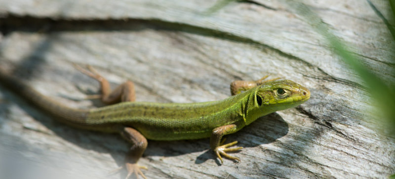 D40_2799F westelijke smaragdhagedis (Lacerta bilineata, female).jpg