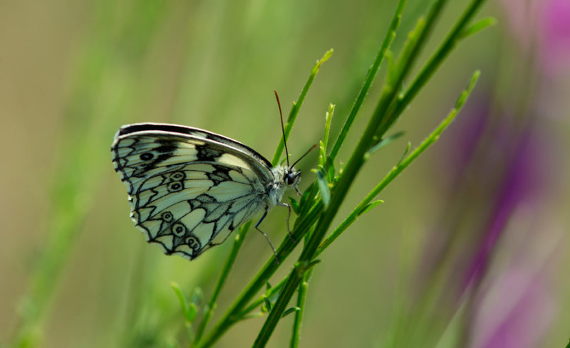 D40_3321F dambordje (Melanargia galathea, Marbled White).jpg