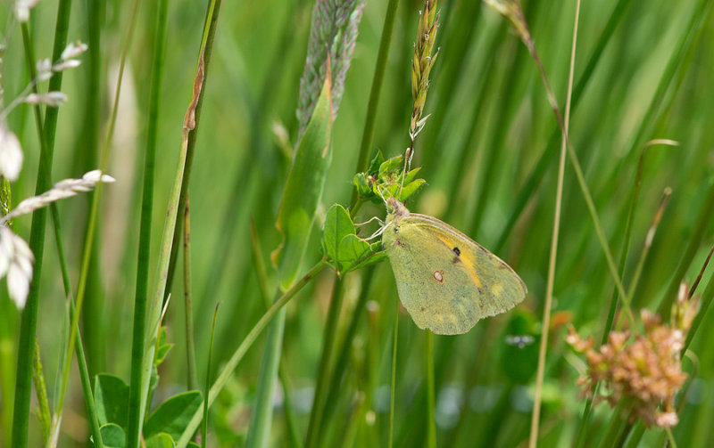 D40_3641F oranje luzernevlinder (Colias croceus).jpg