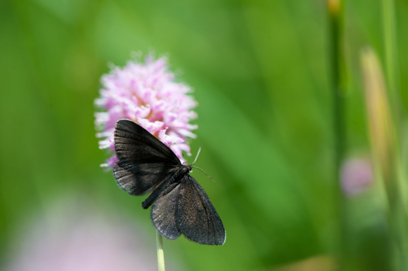 D40_4182F rouwspanner (Odezia atrata, Chimney sweeper).jpg