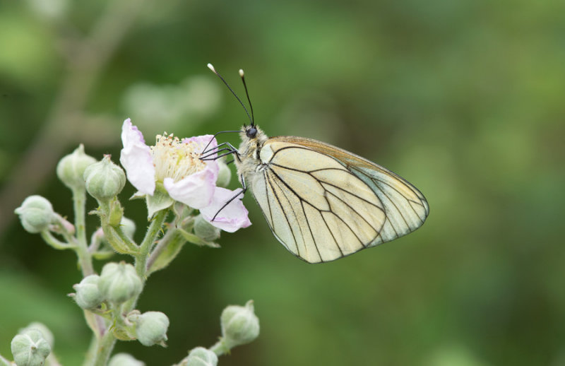 D40_4575F groot geaderd witje (Aporia crataegi, Large veined white).jpg