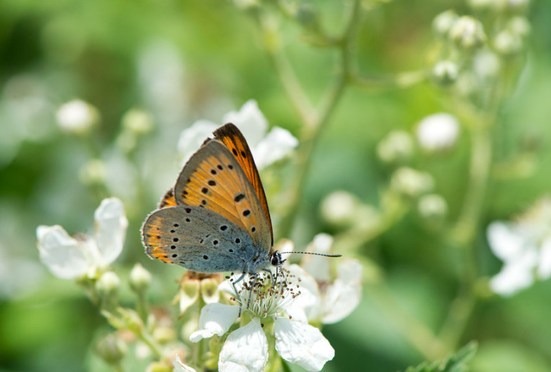 D40_4800F grote vuurvlinder (Lycaena dispar).jpg