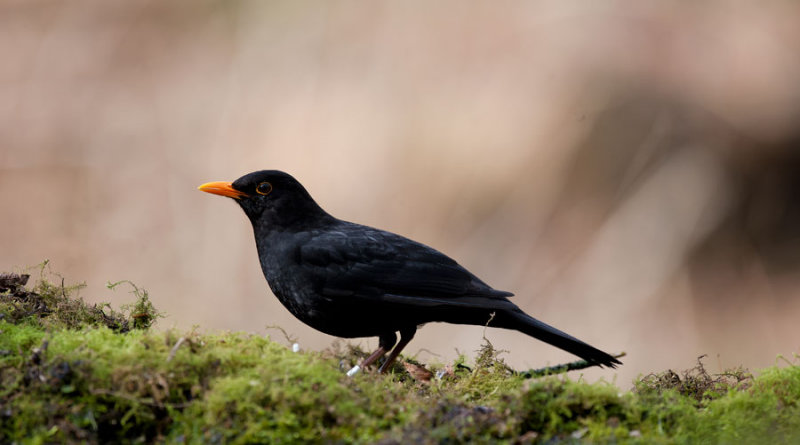 700_1492F merel (Turdus merula, Common Blackbird).jpg