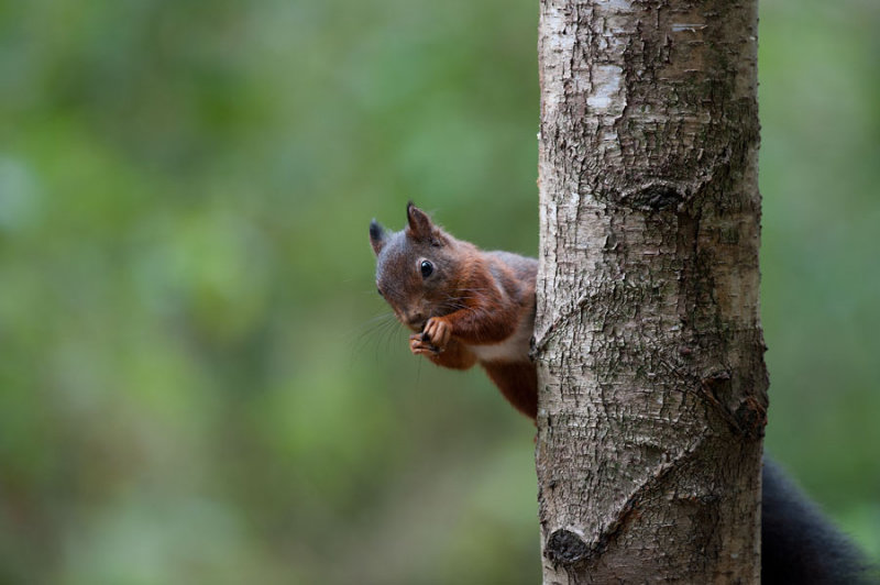 700_3938F rode eekhoorn (Sciurus vulgaris, Red squirrel).jpg