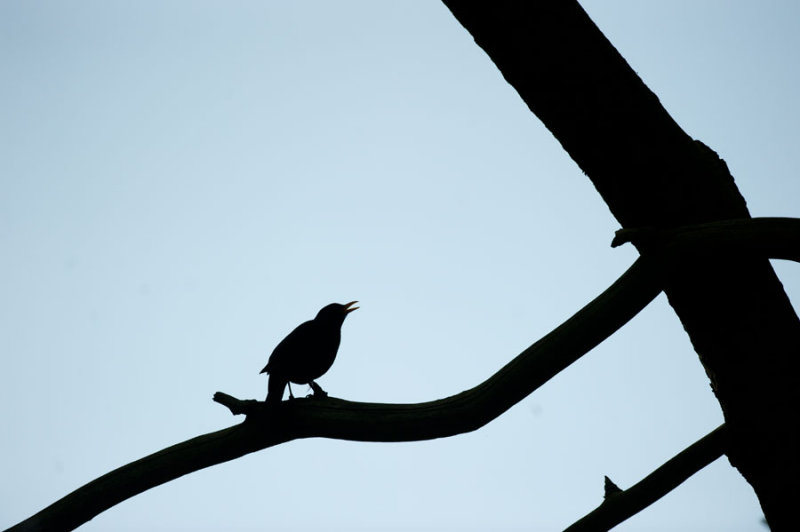 700_5426F merel (Turdus merula, Common Blackbird).jpg