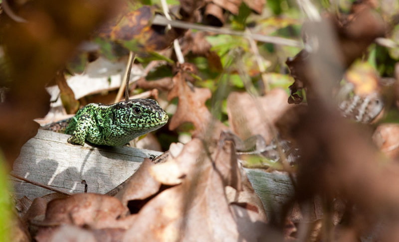 700_5808F zandhagedis (Lacerta agilis, Sand lizard).jpg