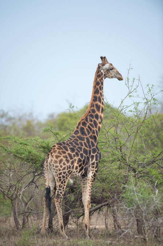D40_7147F giraf (Giraffa camelopardalis, Giraffe).jpg