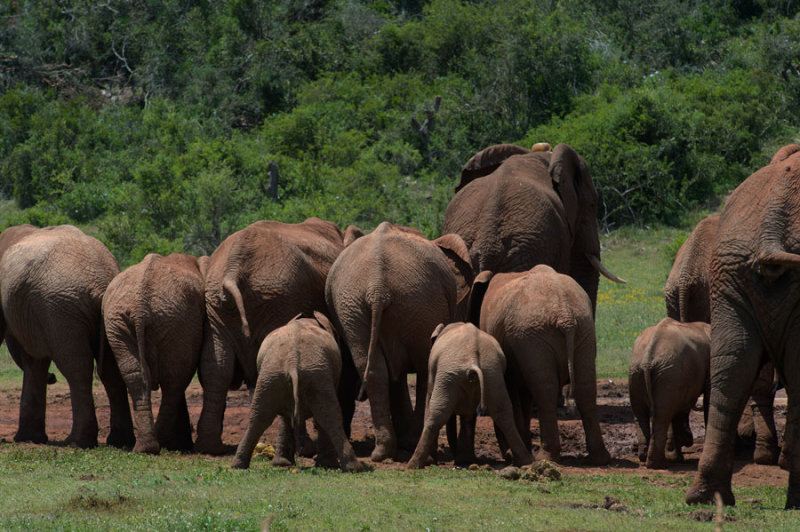 D40_5722F Afrikaanse olifant (Loxodonta africana, African Elephant).jpg