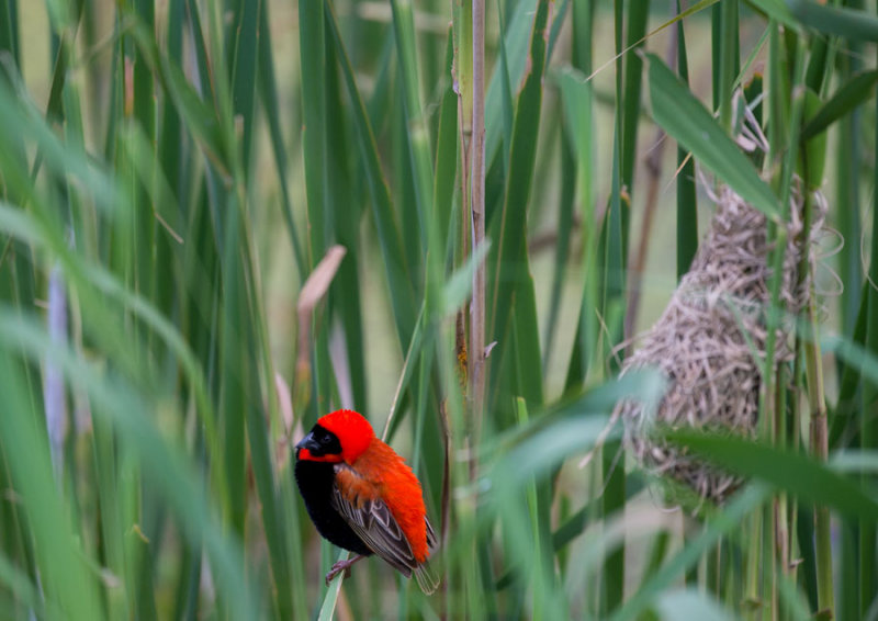 D40_6007F grenadierwever (Euplectes Orix, Red Bishop).jpg