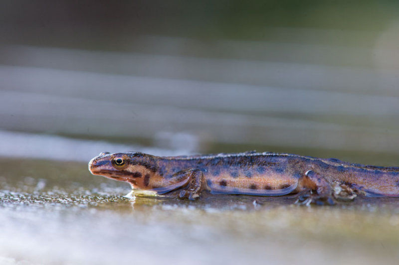 D40_9722F kleine watersalamander (Lissotriton vulgaris (synoniem Triturus vulgaris), Smooth Newt).jpg