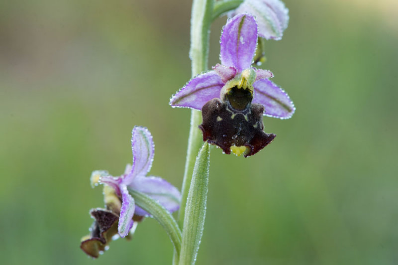 D40_2406F hommelorchis (Ophrys fuciflora, Late Spider-orchid).jpg