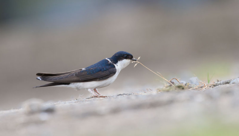 D40_5520F huiszwaluw (Delichon urbicum, Common House Martin).jpg