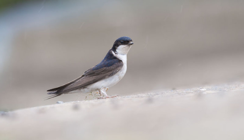 D40_5549F huiszwaluw (Delichon urbicum, Common House Martin).jpg