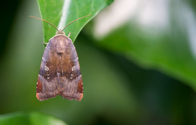 D40_9920F open-breedbandhuismoeder (Noctua janthe, lesser broad-bordered yellow underwing).jpg