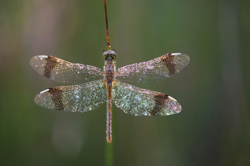 D40_2103F bandheidelibel (Sympetrum pedemontanum, Banded darter).jpg