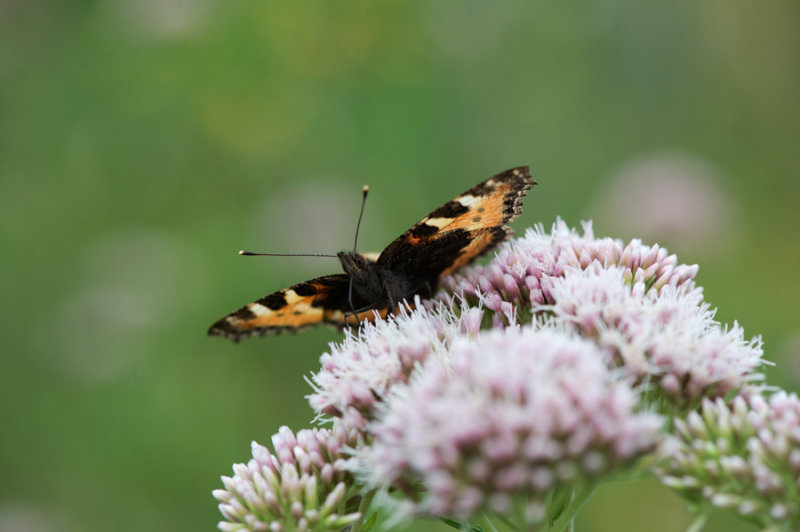 D4_7252F kleine vos (Aglais urticae, Small Tortoiseshell).jpg