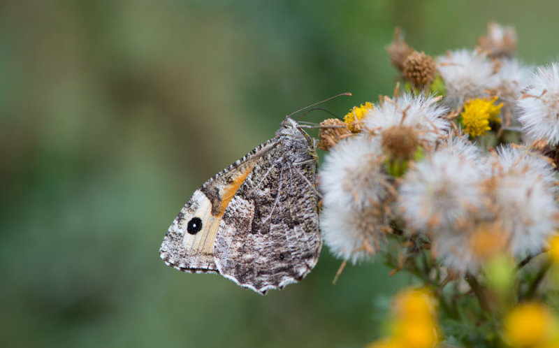 D40_2581F heivlinder (Hipparchia semele, Grayling).jpg