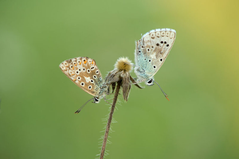 D40_4687F bleek blauwtje (Polyommatus coridon, Chalkhill blue).jpg