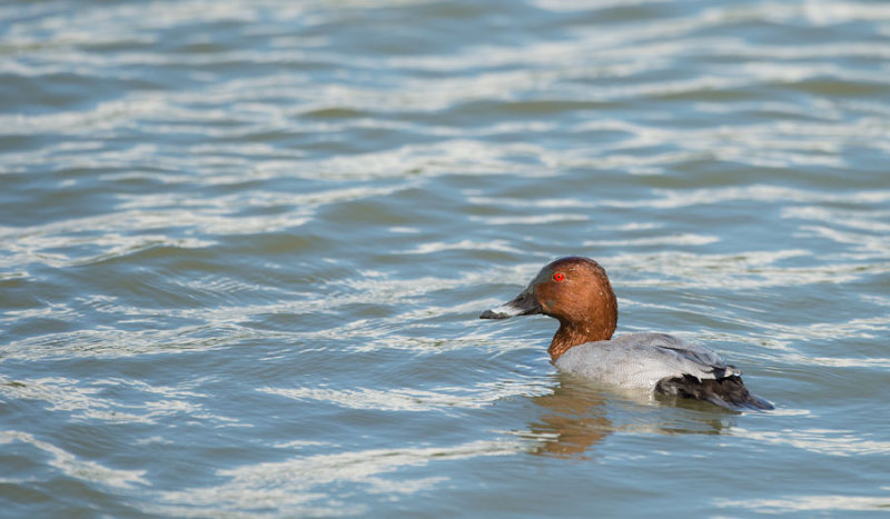 D40_4978F tafeleend (Aythya ferina, Common Pochard).jpg