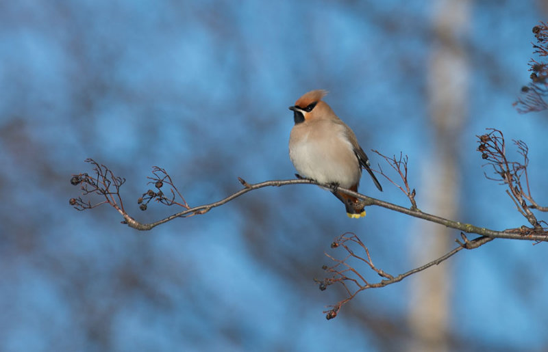 D40_0679F pestvogel (Bombycilla garrulus, Bohemian Waxwing).jpg