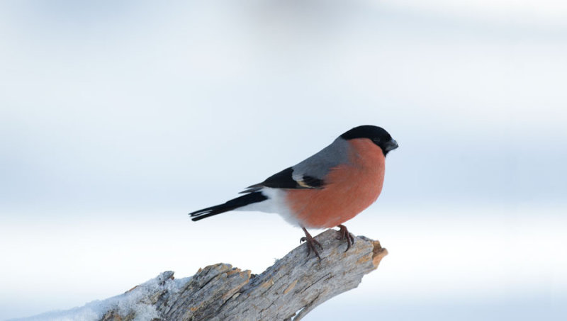 D40_2097F goudvink (Pyrrhula pyrrhula, Eurasian Bullfinch).jpg