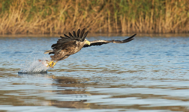 D40_9767F zeearend (Haliaeetus albicilla, White-tailed sea eagle).jpg