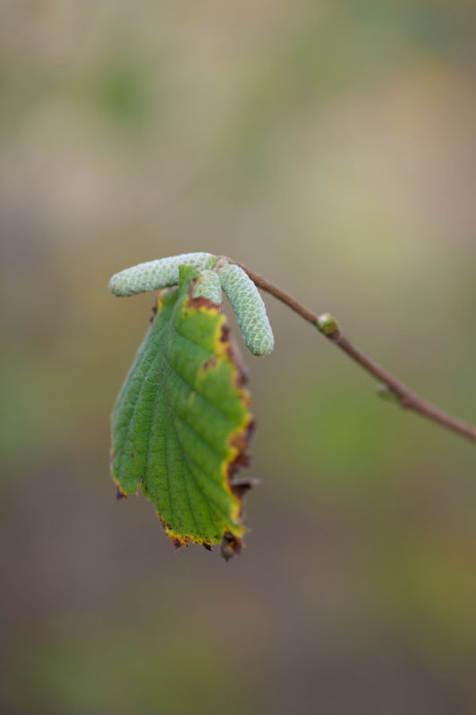 D40_2154F hazelaar (Corylus avellana, Hazel).jpg