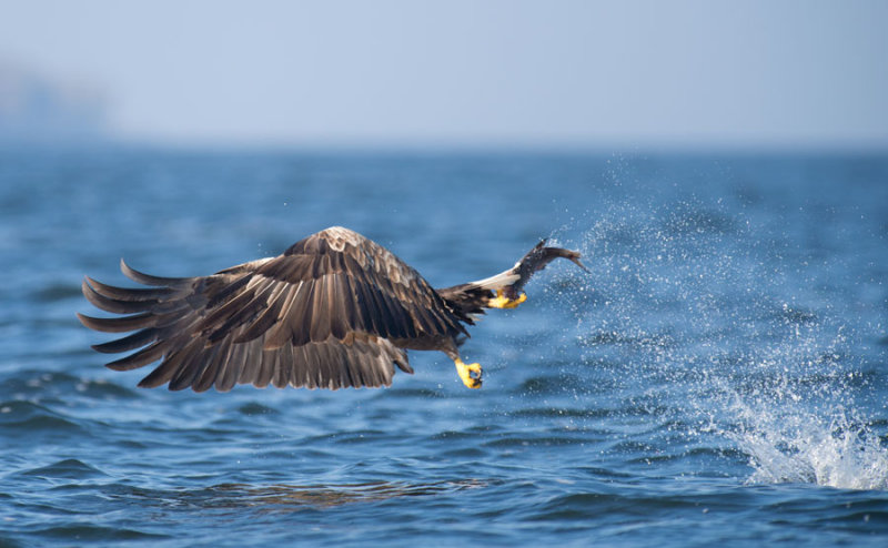 D40_1152F zeearend (Haliaeetus albicilla, White-tailed sea eagle).jpg