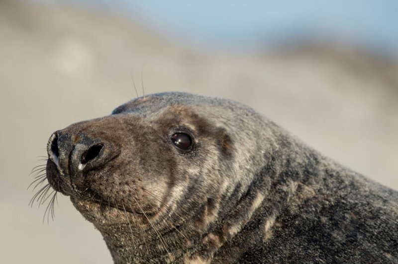 D40_4058F grijze zeehond (Halichoerus grypus, Grey Seal).jpg