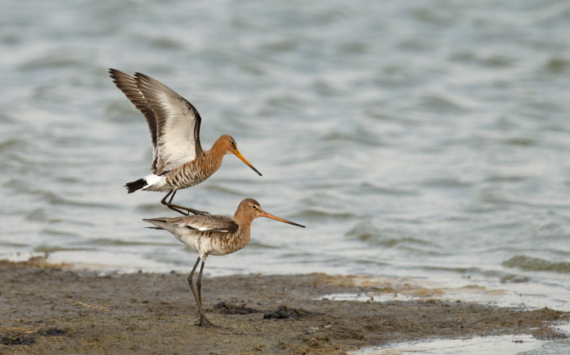 D40_1828F D40_1828 grutto (Limosa limosa, Black-tailed Godwit).NEF.jpg