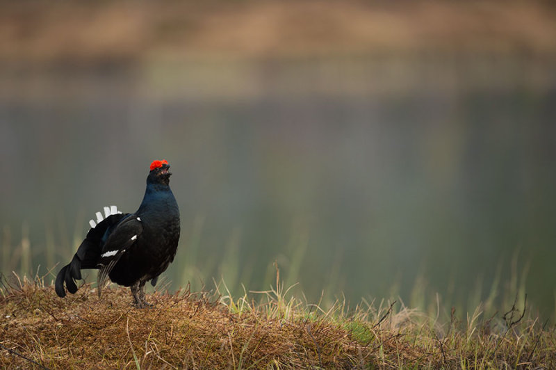 D4S_9739F korhoen (Tetrao tetrix, Black Grouse).jpg