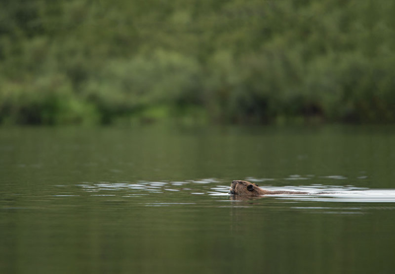 D4S_6028F bever (Castor fiber, Beaver).jpg