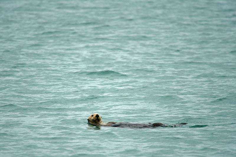 D4S_6982F zeeotter (Enhydra lutris kenyoni, Sea otter).jpg