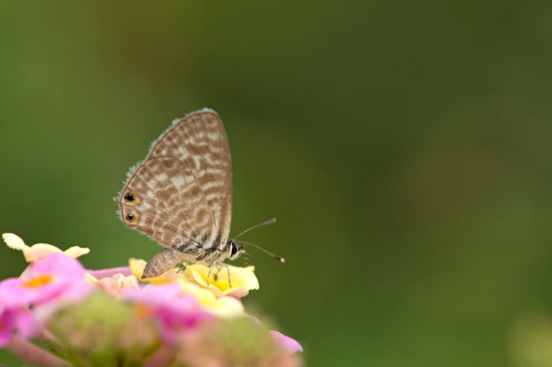 D4S_0127F klein tijgerblauwtje (Leptotes pirithous, Langs Short-tailed Blue).jpg