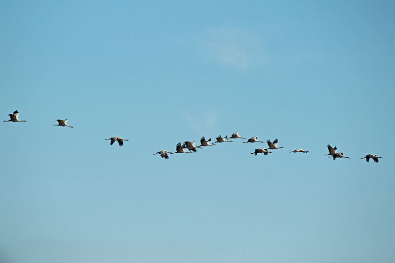 D4S_3048F kraanvogel (Grus grus, Common crane).jpg
